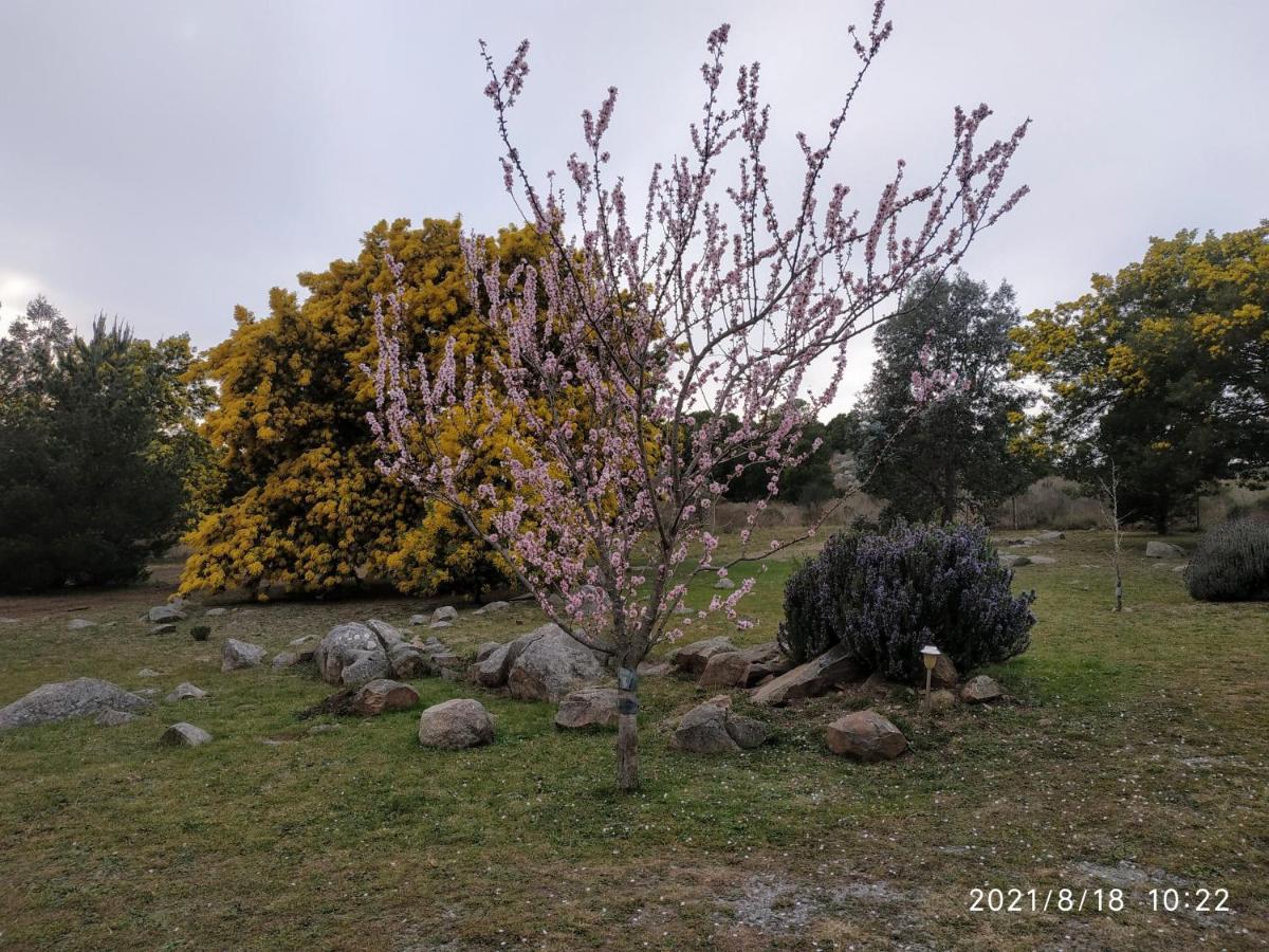 Golondrinas