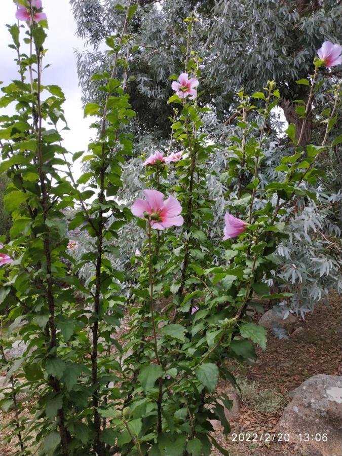 Golondrinas Tandil